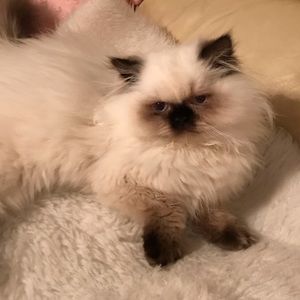 Meet your Posher, Alyssa